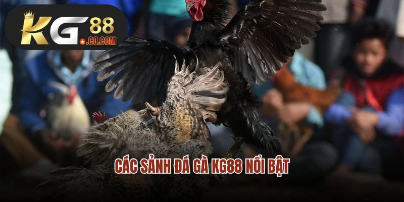Các sảnh đá gà KG88 nổi bật